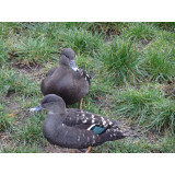 African Black Duck